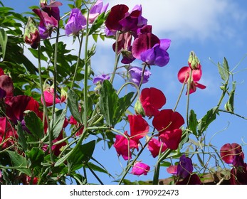 beautiful sweet pea flowers against blue sky