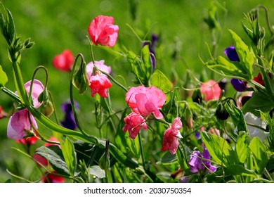 beautiful sweet pea flowers in the garden. Mixed colour sweet peas flower