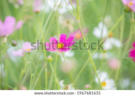 Similar – Image, Stock Photo Flower mixture II Nature