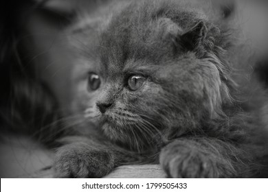 Similar Images, Stock Photos u0026 Vectors of little cat - 1021719862 