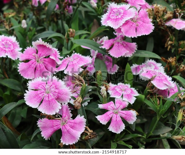 Beautiful sweet william flower garden close-up\
shot. Refreshing natural sweet william flower with pink and white\
shade. Sweet William flower garden with green grass and leaves.\
Pink dianthus flower.
