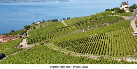 a beautiful Swiss landscape with its houses, its vineyards and Lake Constance in the background 