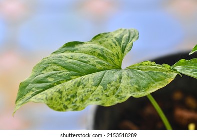 Beautiful Syngonium Mojito Leaf In Nature