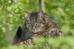 A Beautiful Tabby Cat Lurks On A Tree Stump. Felis Silvestris Catus                               