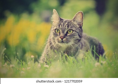 Beautiful tabby cat lying in the blooming meadow. Felis silvestris catus. Cat in the nature.