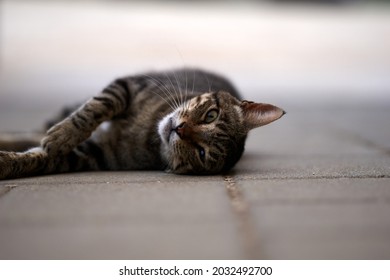 A beautiful tabby cat is lying on a road and posing. selective focus. High quality photo