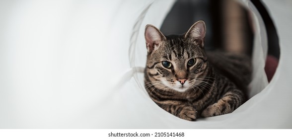 A beautiful tabby cat playing in a cat tunnel