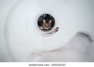 A beautiful tabby cat playing in a cat tunnel