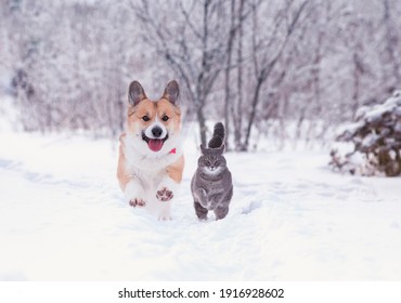 beautiful tabby cat and red Corgi dog run in the winter garden on fluffy snow
