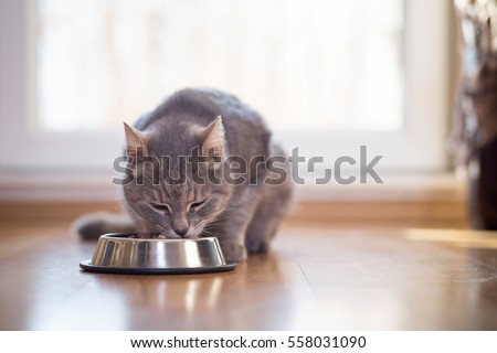 Beautiful tabby cat sitting next to a food bowl, placed on the floor next to the living room window, and eating. Selective focus
