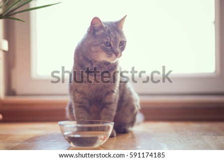 Beautiful tabby cat sitting next to a bowl of water, placed on the floor next to the living room window. Selective focus
