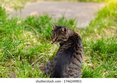 ねこ 後ろ姿 の画像 写真素材 ベクター画像 Shutterstock