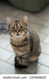 A Beautiful Tabby Cat Sitting With Its Tail Wrapped Around Its Legs