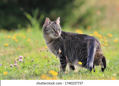 Beautiful Tabby Cat Standing In The Blooming Meadow. Domostic Cat In The Garden