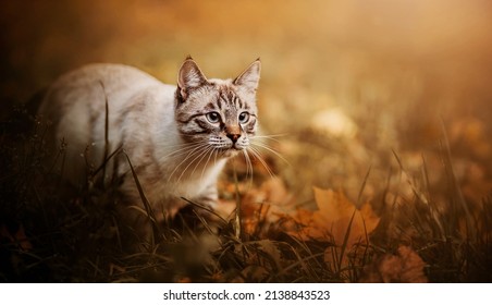 A beautiful tabby cat walks among the field grass and fallen yellow maple leaves on a sunny autumn day. A pet on a walk in nature.