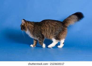 5 118件の 猫 横 歩く の写真素材 画像 写真 Shutterstock