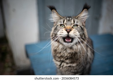 Beautiful Tabby Maine Coon Cat Long Stock Photo 2036084573 | Shutterstock