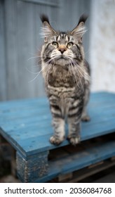beautiful tabby maine coon cat with long ear tips standing on wooden pallet outdoors looking at camera