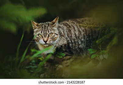 A Beautiful Tabby Wild Cat With Yellow Eyes Sneaks Among Green Plants In A Dark Forest In The Summer. Wildlife.