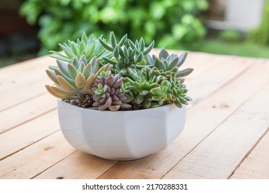 Beautiful Table Centerpiece Mixed Succulent Arrangement. Variety Of Colorful Thick Leave Plante In White Round Ceramic Pot. Closeup And Isolated On Wooden Table With Outdoor Garden View Background.