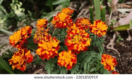 Beautiful Tagetes patula or French marigold flowers 
bloom in the garden