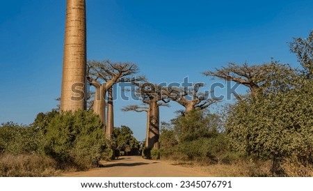 Beautiful tall baobabs grow in a row along a dirt road. Fancy branches of crowns against a clear blue sky. Thickets of green bushes on the roadsides. Madagascar. Alley of baobabs. Morondava.