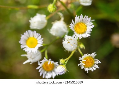 2,461 Tall white wildflowers Images, Stock Photos & Vectors | Shutterstock