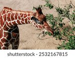 Beautiful tall giraffe eats leaves from a tree. 