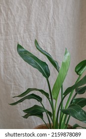 Beautiful Tall Green Plant In The Interior On The Background Of Linen Fabric. Home Decor.