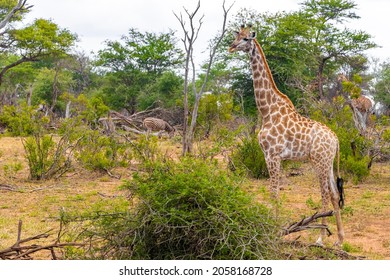 Beautiful Tall Majestic Giraffes And Zebras In The Nature On Safari In Kruger National Park In South Africa.