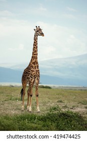 Beautiful Tall Male Giraffe Her Natural Stock Photo 419474425