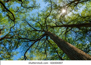 Beautiful Tall Old Cypress Trees In The Texas Hill Country.