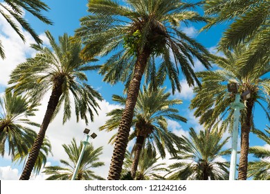 Beautiful Tall Palm Trees On Lincoln Road In Miami Beach.