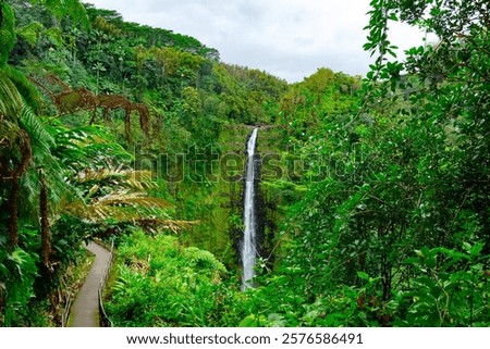 Beautiful tall and slim stream of waterfall flowing down from the cliff in green dense rainforest jungles. Akaka falls, Big island, Hawaii, the USA.