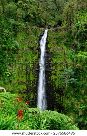 Beautiful tall and slim stream of waterfall flowing down from the cliff in green dense rainforest jungles. Akaka falls, Big island, Hawaii, the USA.