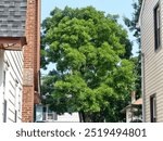 Beautiful tall tree between two houses 