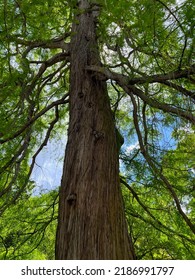 Beautiful Tall Tree With Green Leaves In Park, Low Angle View