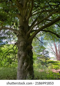 Beautiful Tall Tree With Green Leaves In Park, Low Angle View