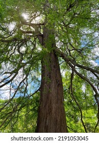 Beautiful Tall Tree With Green Leaves In Park, Low Angle View