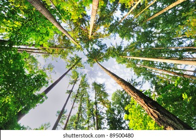 Beautiful Tall Trees Of Oregon