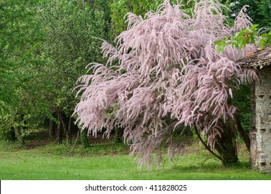 Beautiful Tamarisk In Bloom