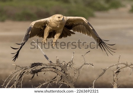 Beautiful Tawney Eagle in the Serengeti, Tanzania