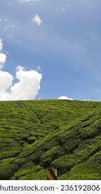 Beautiful tea farm
						Tealeaves
						Blue sky with white clouds
						Landscape plants
						Lovely nature
						Nature photo