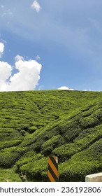 Beautiful tea farm
						Tealeaves
						Blue sky with white clouds
						Landscape plants
						Lovely nature
						Nature photo