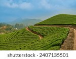 beautiful tea fields in the hills near the city of Munnar in India                              