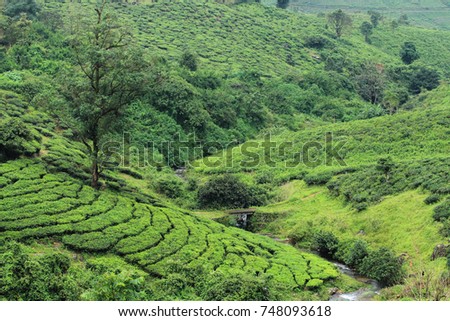 Beautiful tea gardens of Vagamon. Vagamon is a hill station in Kerala, India.