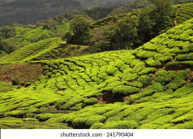 27,528 India tea plantation Images, Stock Photos & Vectors | Shutterstock