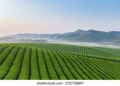 Beautiful Tea Plantation In Early Morning