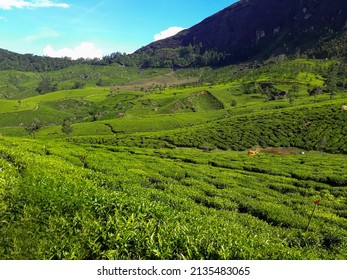 922 Myanmar green tea Images, Stock Photos & Vectors | Shutterstock