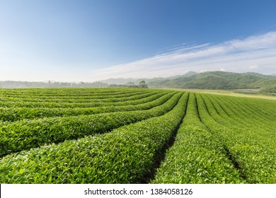 beautiful tea plantation landscape in spring - Shutterstock ID 1384058126
